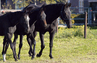 Goldsaar met veulens